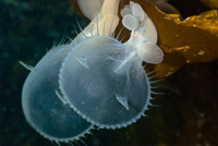 Melibe eonina - hooded nudibranch