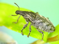 Cleonis pigra