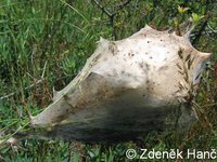 Eriogaster lanestris - Small Eggar