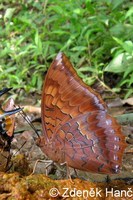 Charaxes marmax