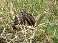 Hipparchia fagi - Woodland Grayling