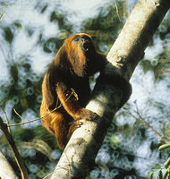 Red-and-black howler (Alouatta guariba)