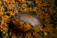 ...Image of Ctenolabrus rupestris, Goldsinny-wrasse, Gripau roquer, Zdur tupoglavac, Havkaruds, Hav