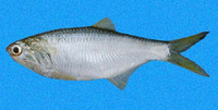 Anchovia macrolepidota, Bigscale anchovy: fisheries, bait