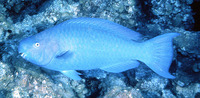 Scarus coeruleus, Blue parrotfish: fisheries, aquarium