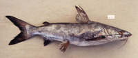 Plicofollis tonggol, Roughback sea catfish: fisheries
