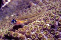 Coryphopterus lipernes, Peppermint goby: aquarium