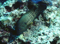 Cephalopholis cyanostigma, Bluespotted hind: fisheries