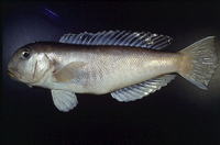 Branchiostegus albus, : fisheries