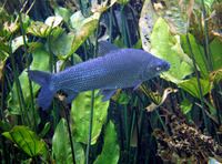 Prochilodus lineatus, Streaked prochilod: fisheries, aquaculture, aquarium