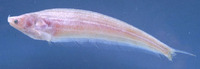 Ceratoglanis scleronema, :