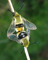 Hemaris tityus - Narrow-bordered Bee Hawk-moth