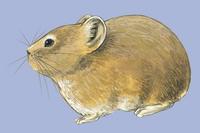 Image of: Ochotona macrotis (large-eared pika)