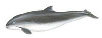 Image of: Phocoena phocoena (harbor porpoise)