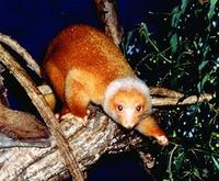 Image of: Spilocuscus maculatus (short-tailed spotted cuscus)