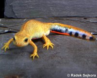 Cynops cyanurus - Blue-tailed Fire-bellied Newt