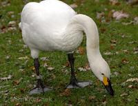 Cygnus columbianus bewickii - Bewick's Swan