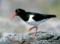 Haematopus ostralegus - Eurasian Oystercatcher