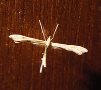 Image of: Pterophoridae (plume moths)