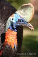 Casuarius unappendiculatus - Northern Cassowary