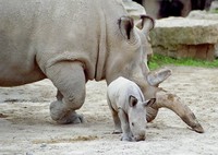 Ceratotherium simum cottoni