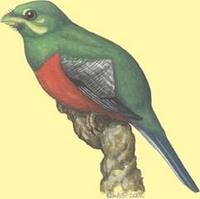 Image of: Apaloderma narina (Narina's trogon)