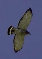 Image of: Buteo platypterus (broad-winged hawk)