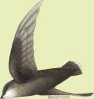 Image of: Chaetura pelagica (chimney swift)