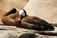 Image of: Dendrocygna viduata (white-faced whistling-duck)