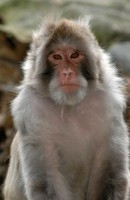 Macaca mulatta - Rhesus Monkey