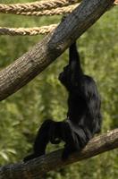 Hylobates agilis - Agile Gibbon