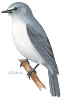 Image of: Muscicapa caerulescens (ashy flycatcher)