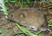 Microtus agrestis - Field Vole