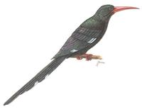 Image of: Phoeniculus purpureus (green woodhoopoe)