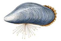 Image of: Mytilus edulis (blue mussel)