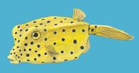 Image of: Ostracion cubicus