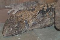 Image of: Varanus exanthematicus (Bosc's monitor)