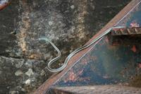 Dendrelaphis tristis