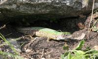 Lacerta viridis - Green Lizard