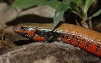 Mochlus fernandi - True Fire Skink