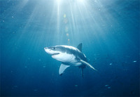 Photo: Sun rays light the path of a great white shark