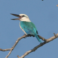 Beach Kingfisher - Todiramphus saurophagus