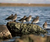 Rock Sandpiper - Calidris ptilocnemis