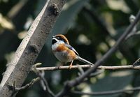 Black-throated Tit - Aegithalos concinnus