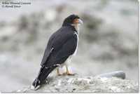 White-throated Caracara - Phalcoboenus albogularis