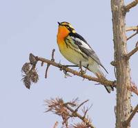 Blackburnian Warbler (Dendroica fusca) photo