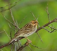 Little Bunting (Emberiza pusilla) photo