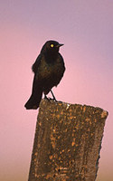 Brewer's Blackbird (Euphagus cyanocephalus) photo