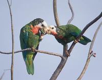 Cuban Parrot (Amazona leucocephala) photo