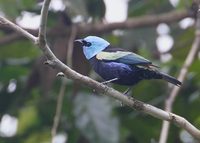 Blue-necked Tanager (Tangara cyanicollis) photo